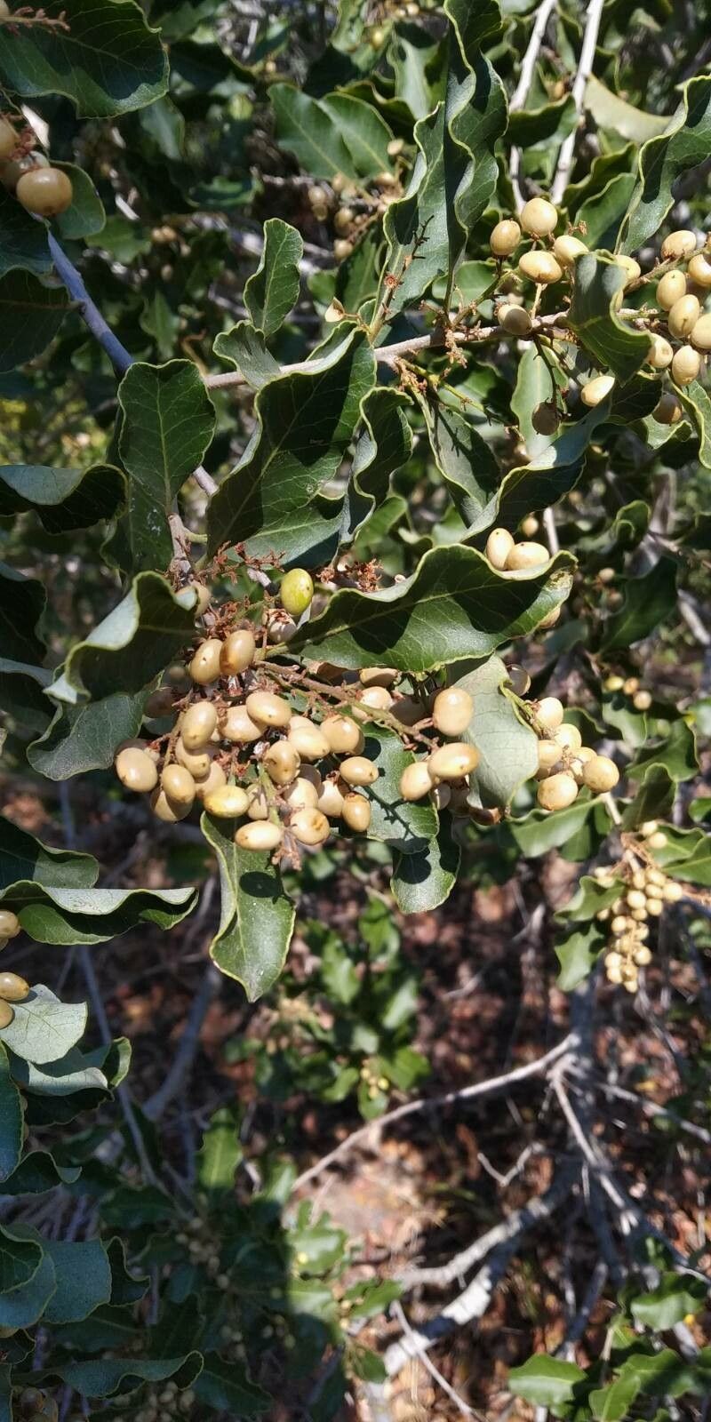 Lithraea caustica fruit