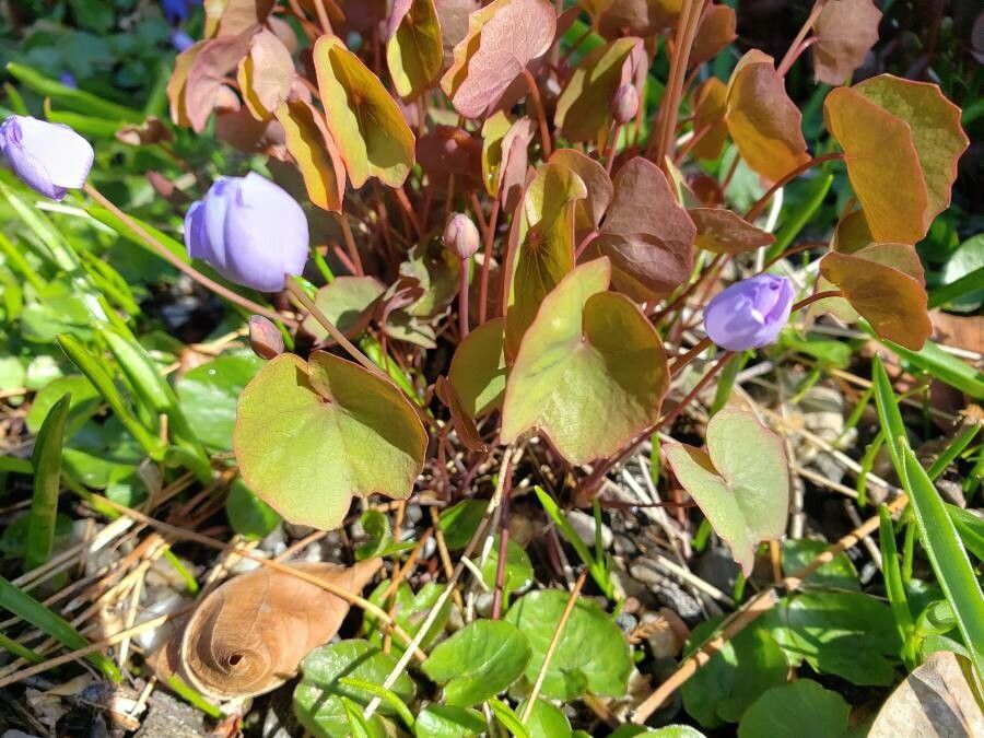 Plagiorhegma dubium — search result for 'Berberidaceae'