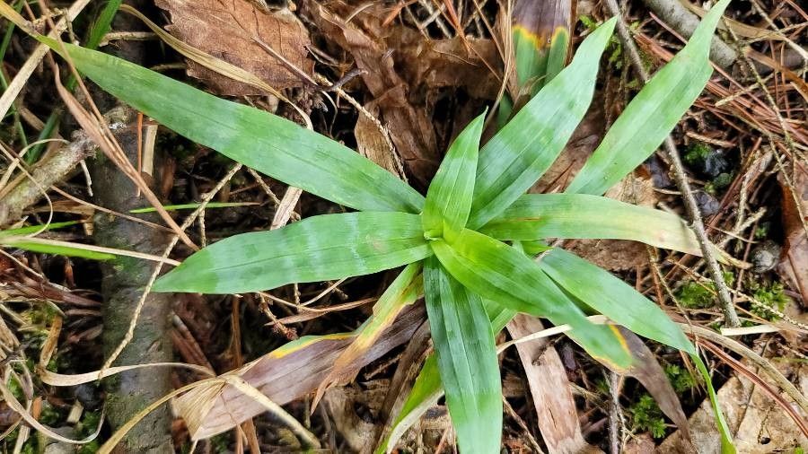 Carex platyphylla — search result for 'Carex'