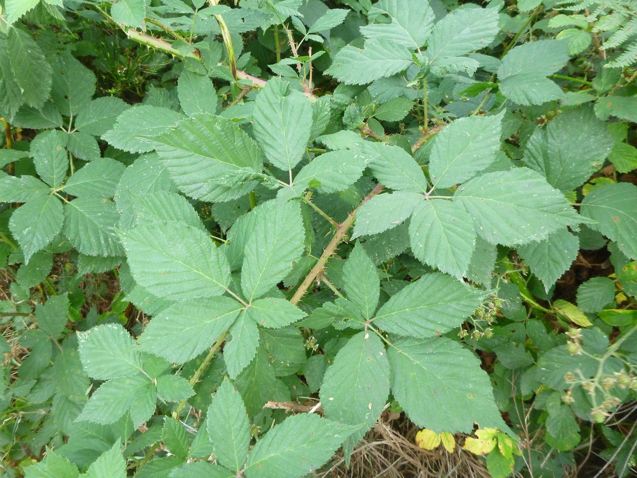 Rubus sprengelii — search result for 'Rubus'
