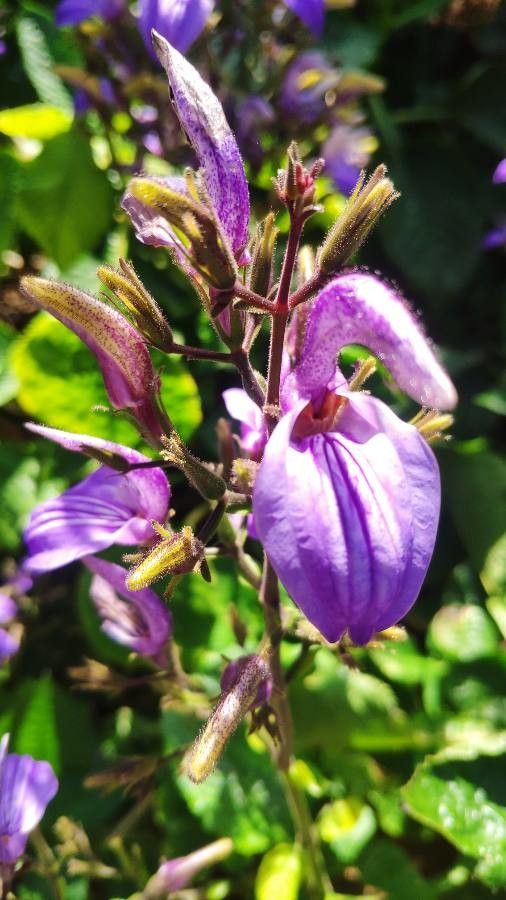 Brillantaisia ulugurica flower