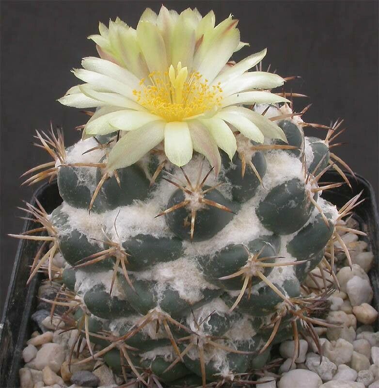 Coryphantha pycnacantha habit