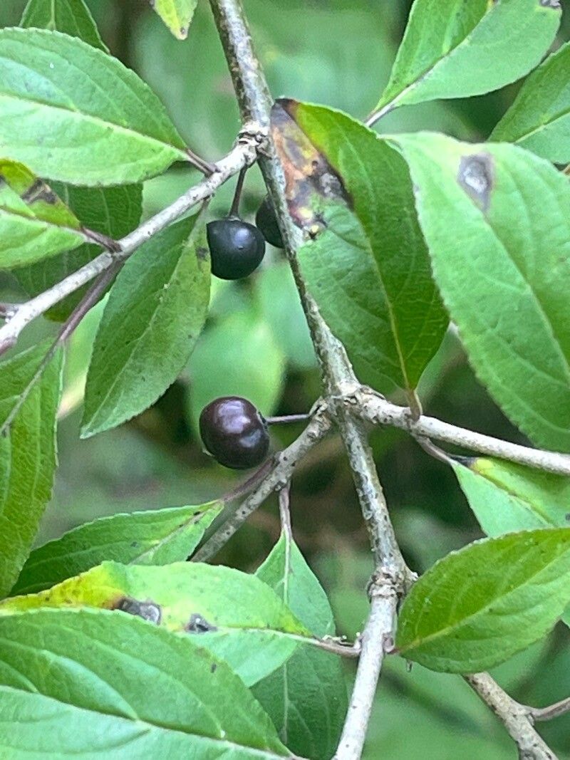 Rhamnus virgata — search result for 'Rhamnus'