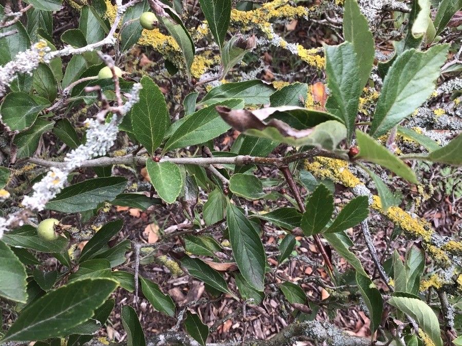 Crataegus mexicana — search result for 'Guatemala'