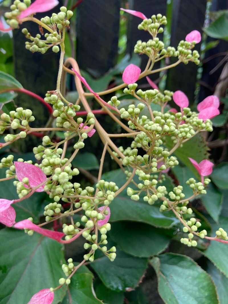 Hydrangea hydrangeoides flower