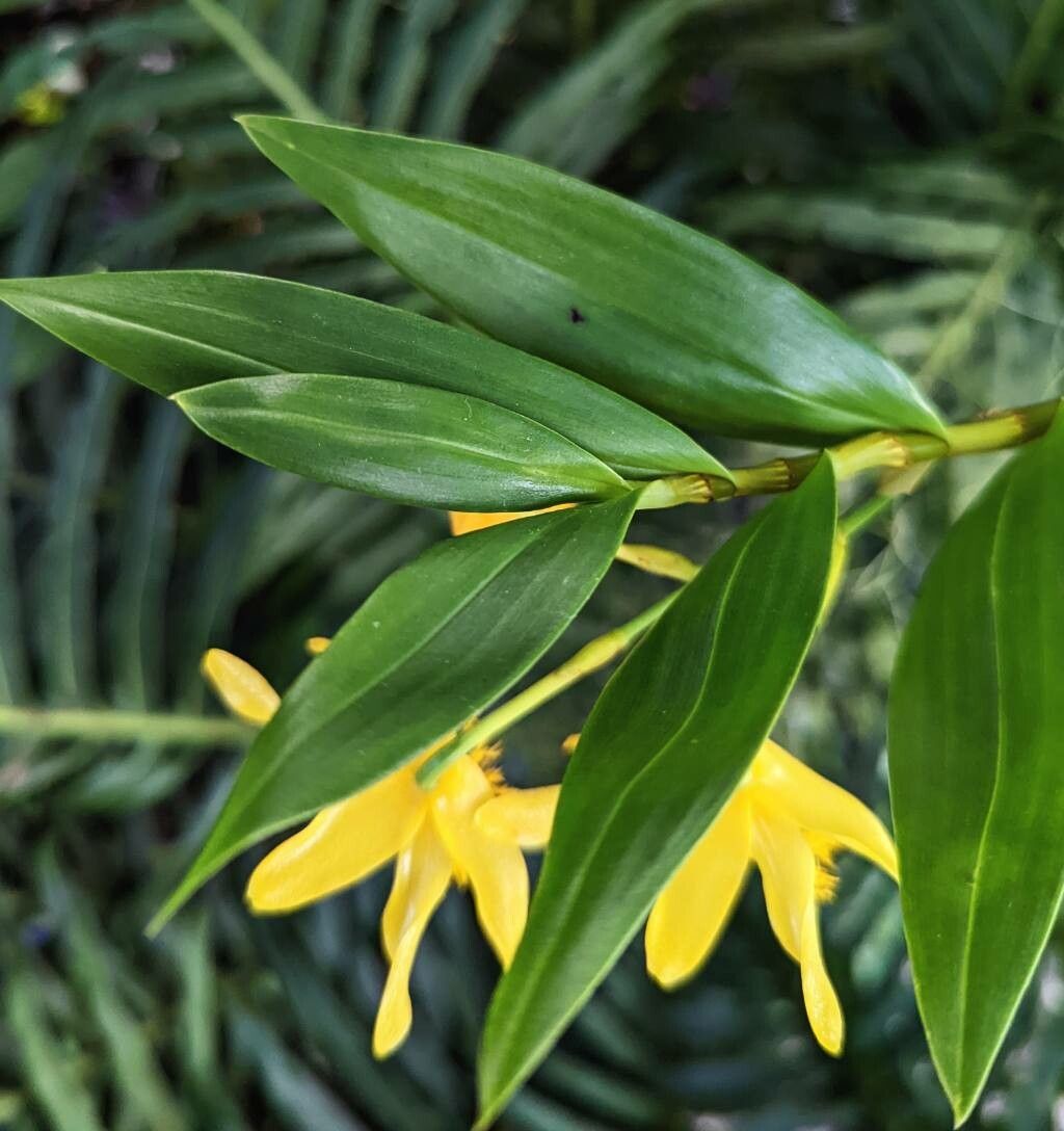 Dendrobium brymerianum leaf