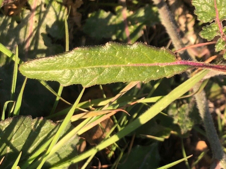 Hirschfeldia incana — search result for 'Mediterranean Basin'