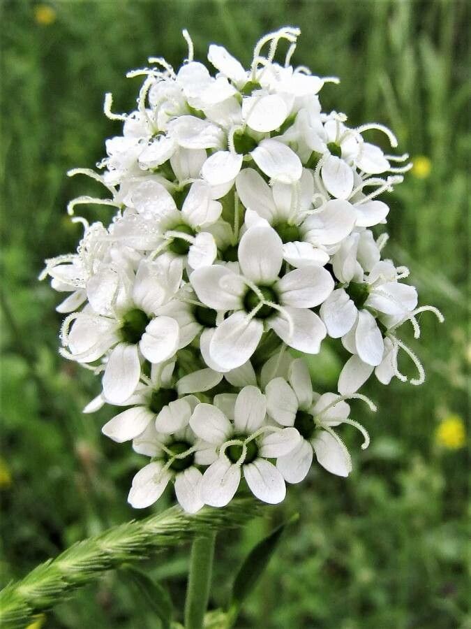 Silene sendtneri flower