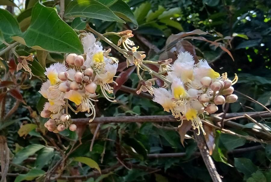 Hiptage benghalensis flower