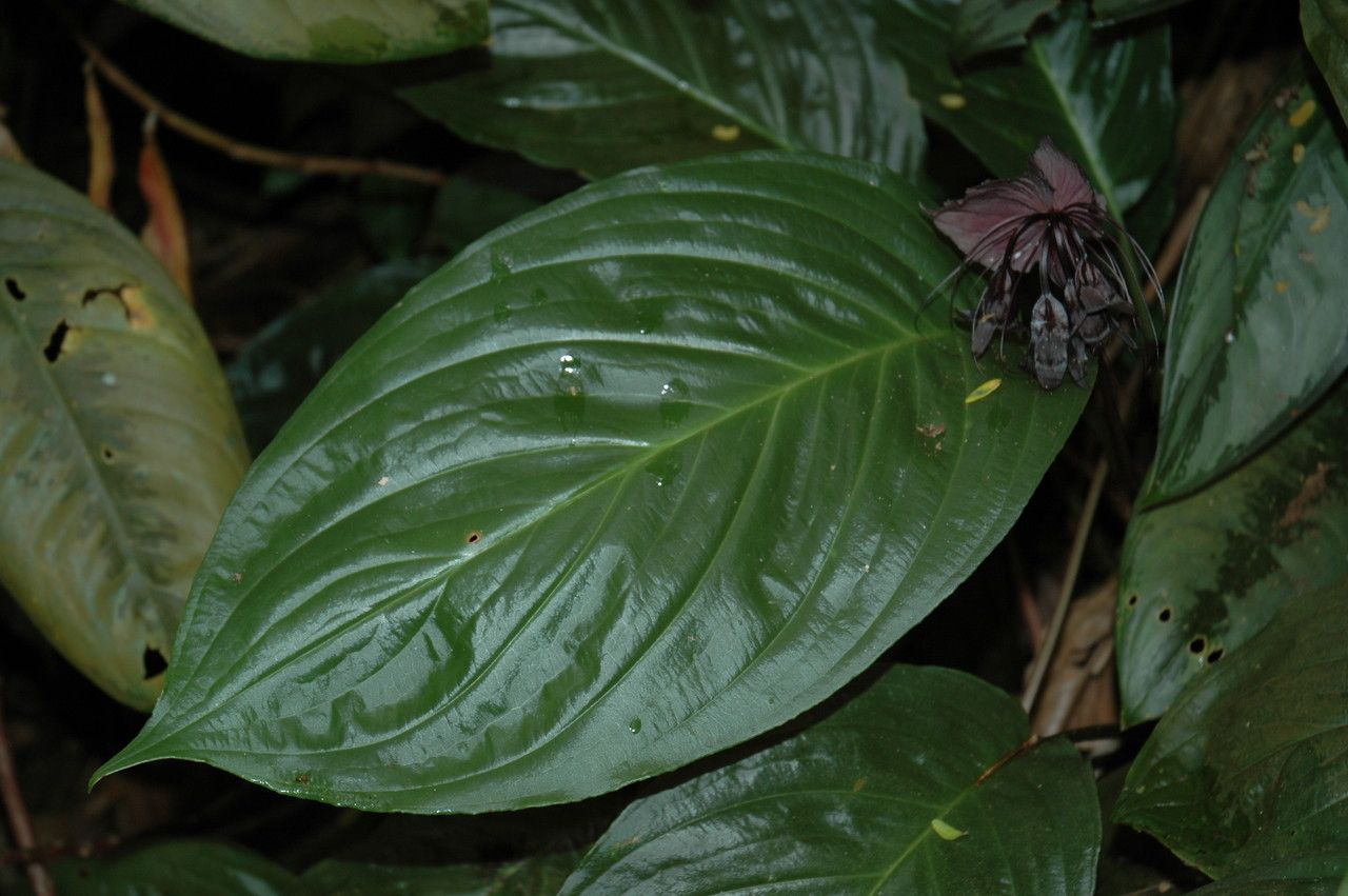 Tacca chantrieri leaf