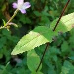 Epilobium montanum