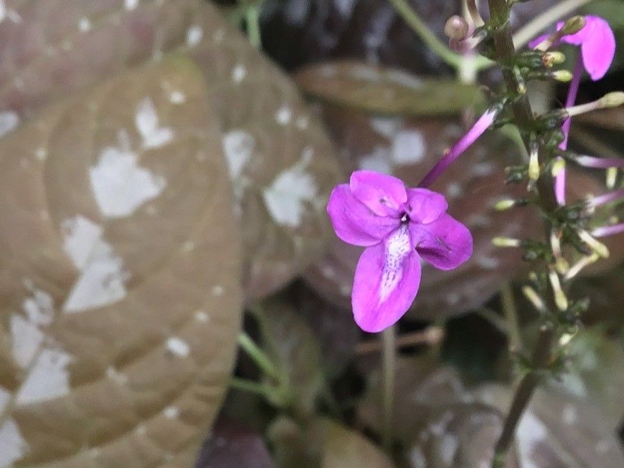 Pseuderanthemum alatum flower