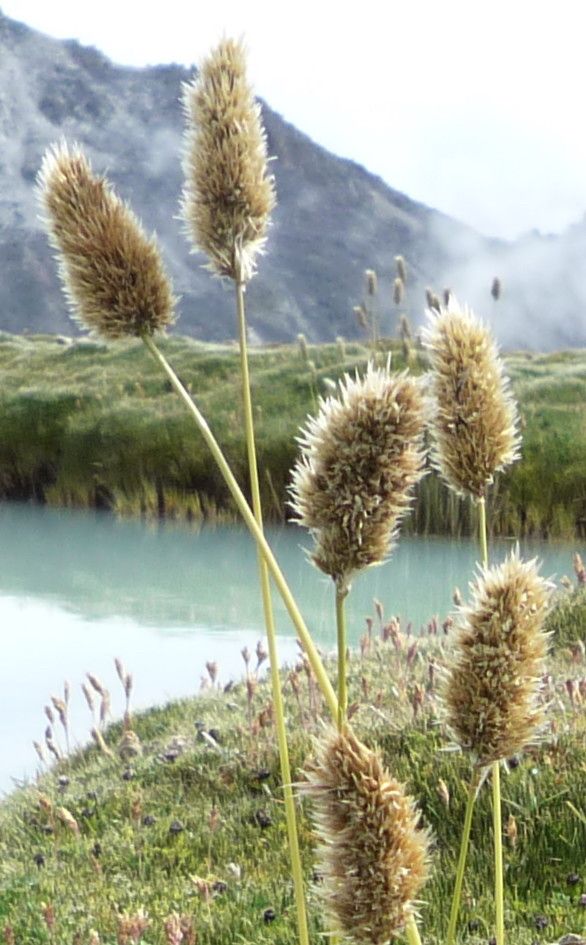 Deschampsia chrysantha flower