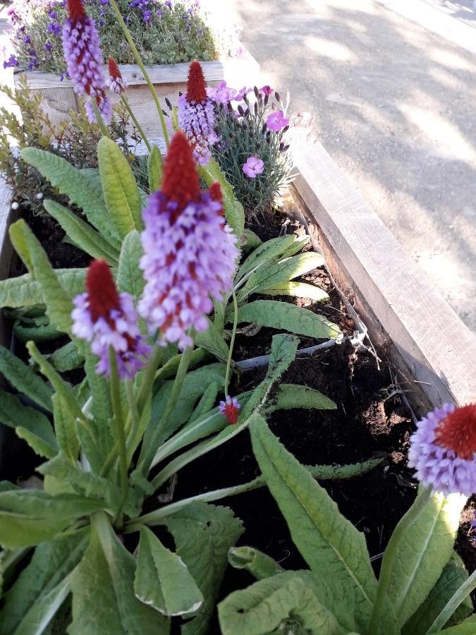 Primula vialii flower