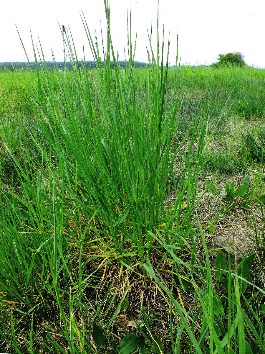 Glyceria declinata habit