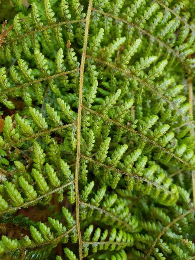 Dryopteris fragrans — search result for 'Dryopteris'