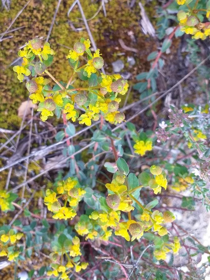 Euphorbia spinosa flower