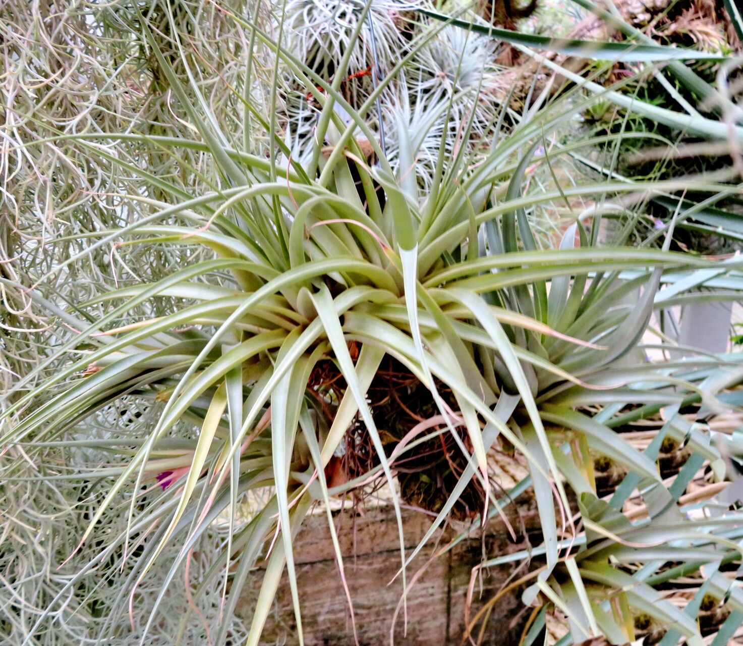 Tillandsia sphaerocephala habit