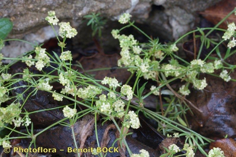 Galium valentinum — houseplant care guide