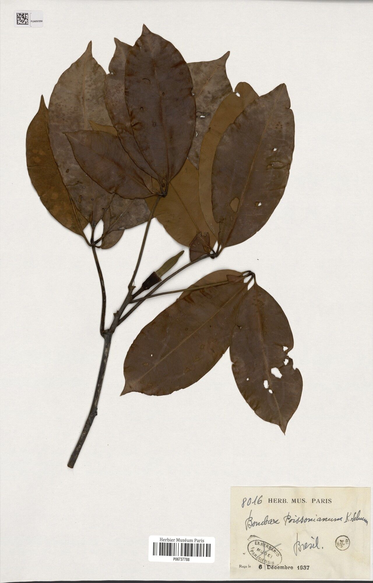 Pachira duckei — houseplant care guide