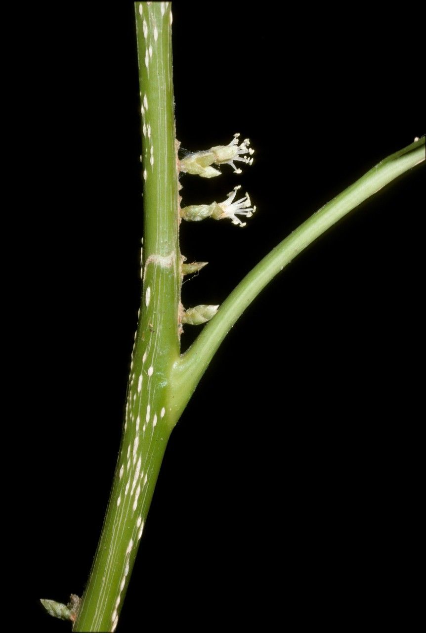 Agrostistachys indica flower