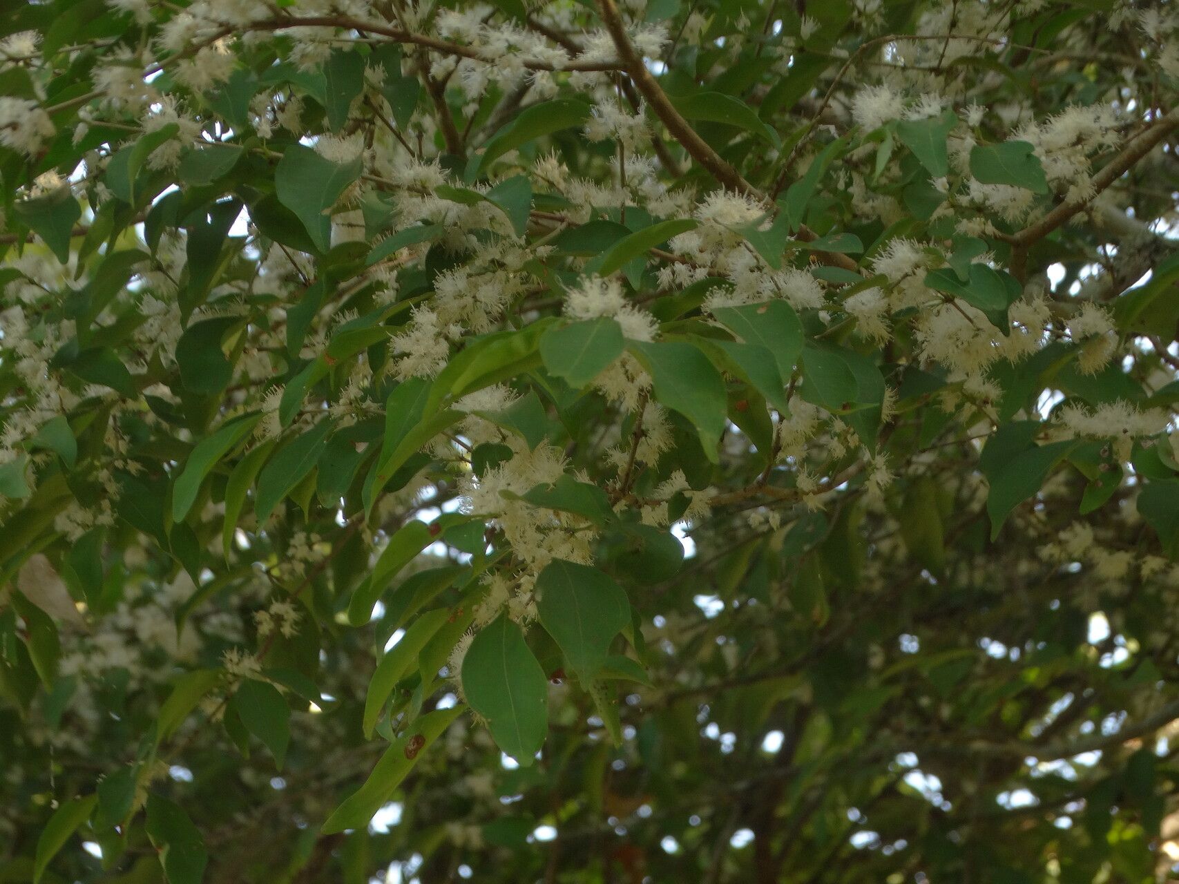 Eugenia capuli — houseplant care guide