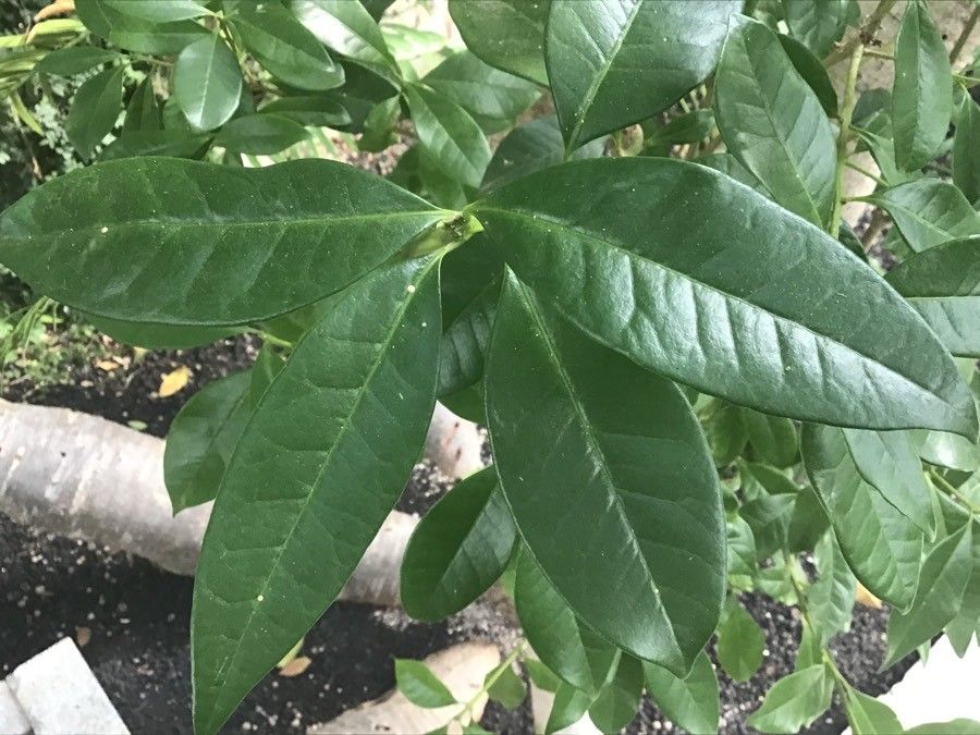 Picconia excelsa — search result for 'Portugal'