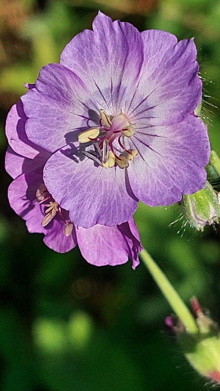 Geranium phaeum flower