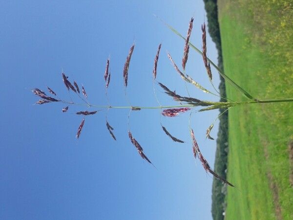 Chrysopogon gryllus fruit