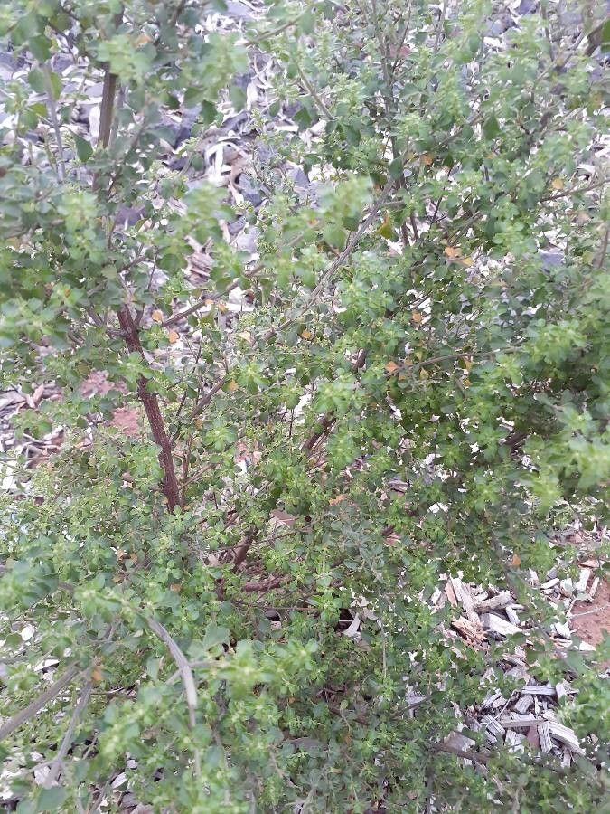 Prostanthera incisa — houseplant care guide