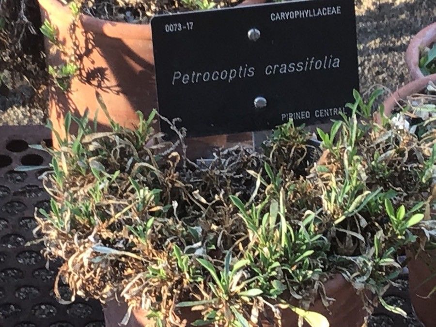 Silene montserratii leaf