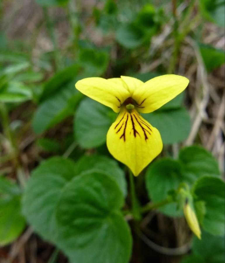 Viola Biflora flower
