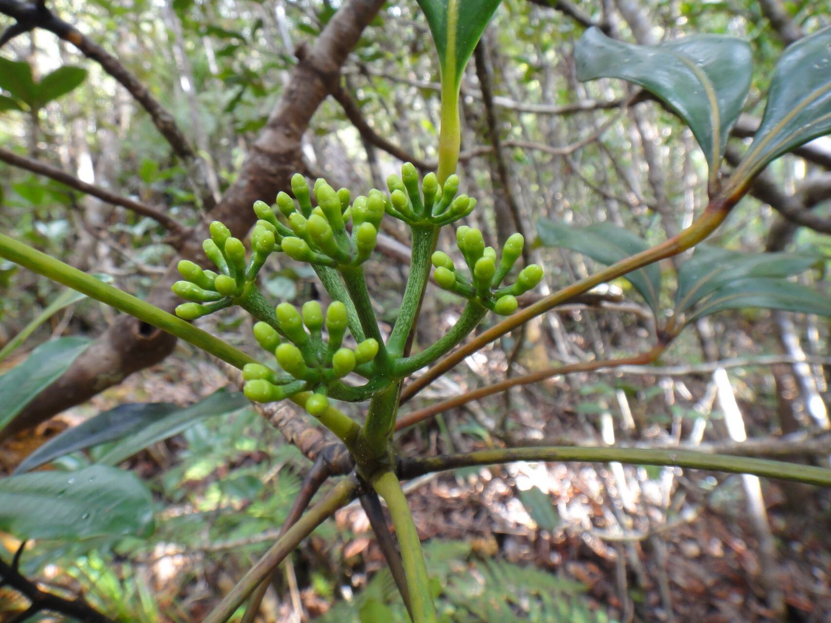 Pycnandra neocaledonica habit