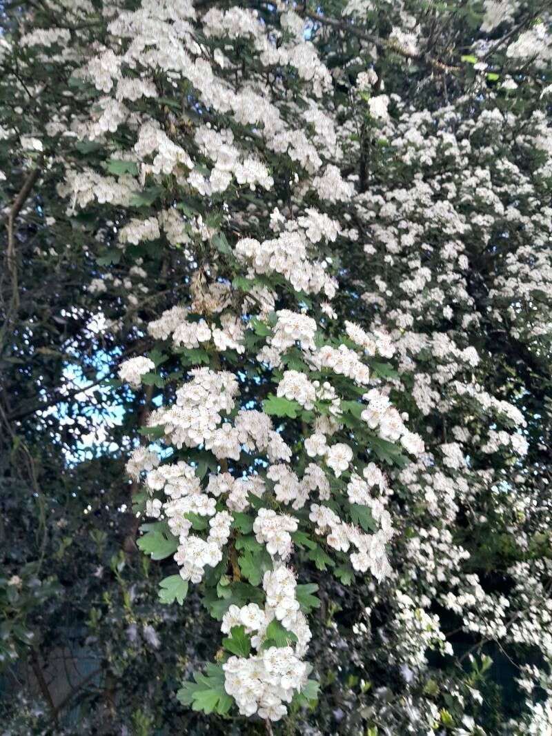 Crataegus spp. — search result for 'Crataegus'