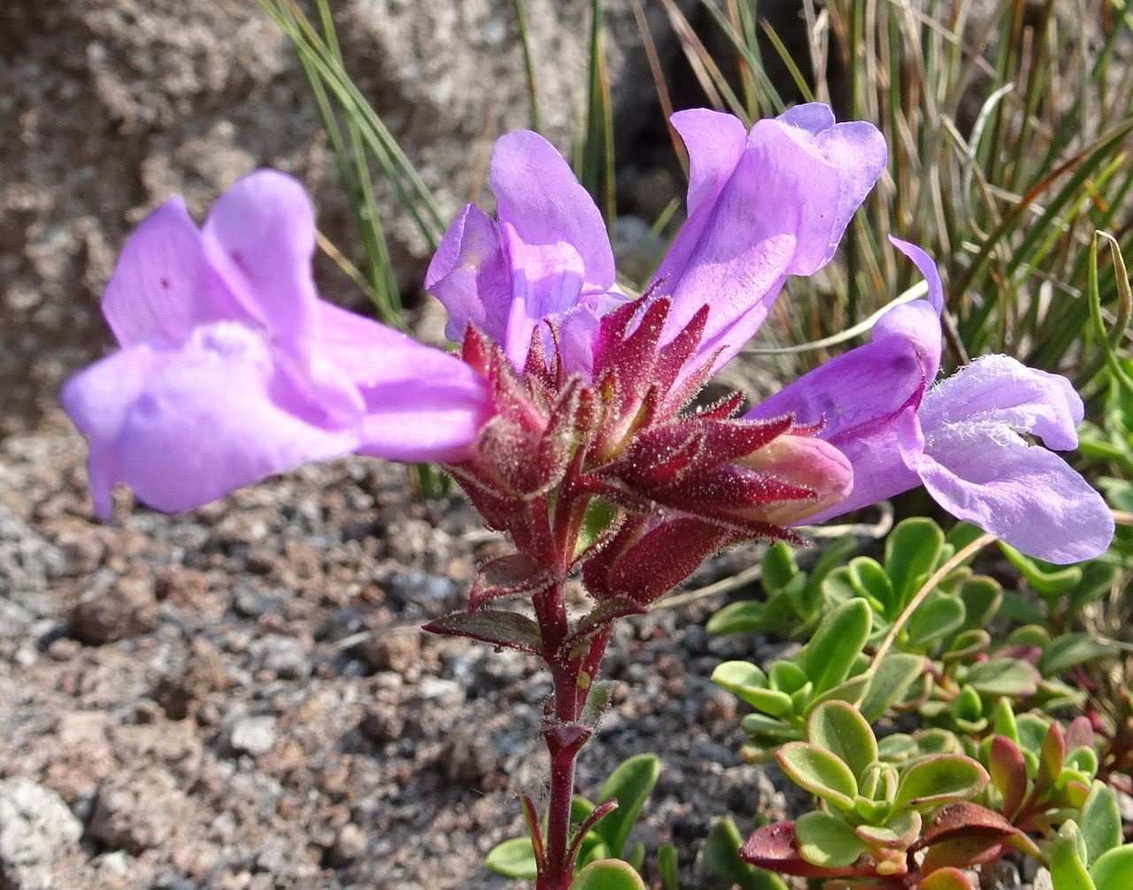 Penstemon davidsonii flower