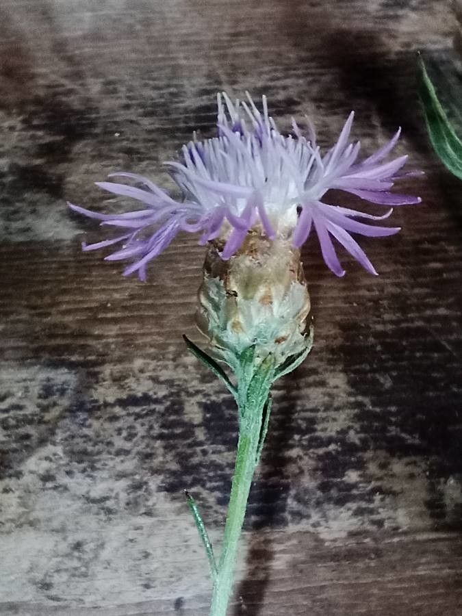 Centaurea costae — houseplant care guide
