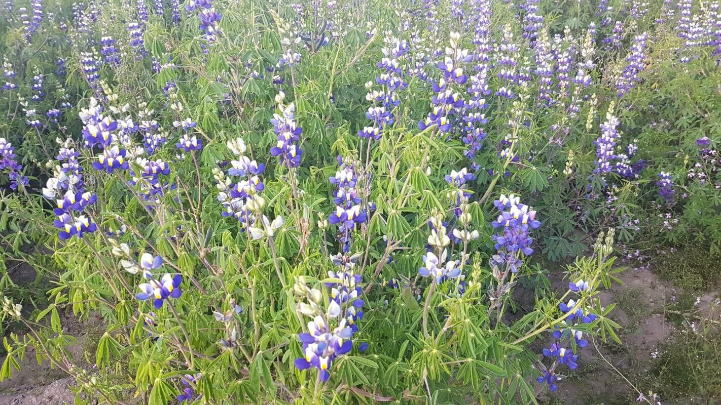 Lupinus mutabilis flower