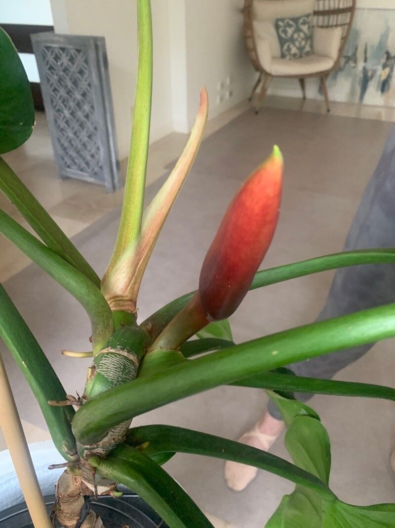 Philodendron fragrantissimum flower