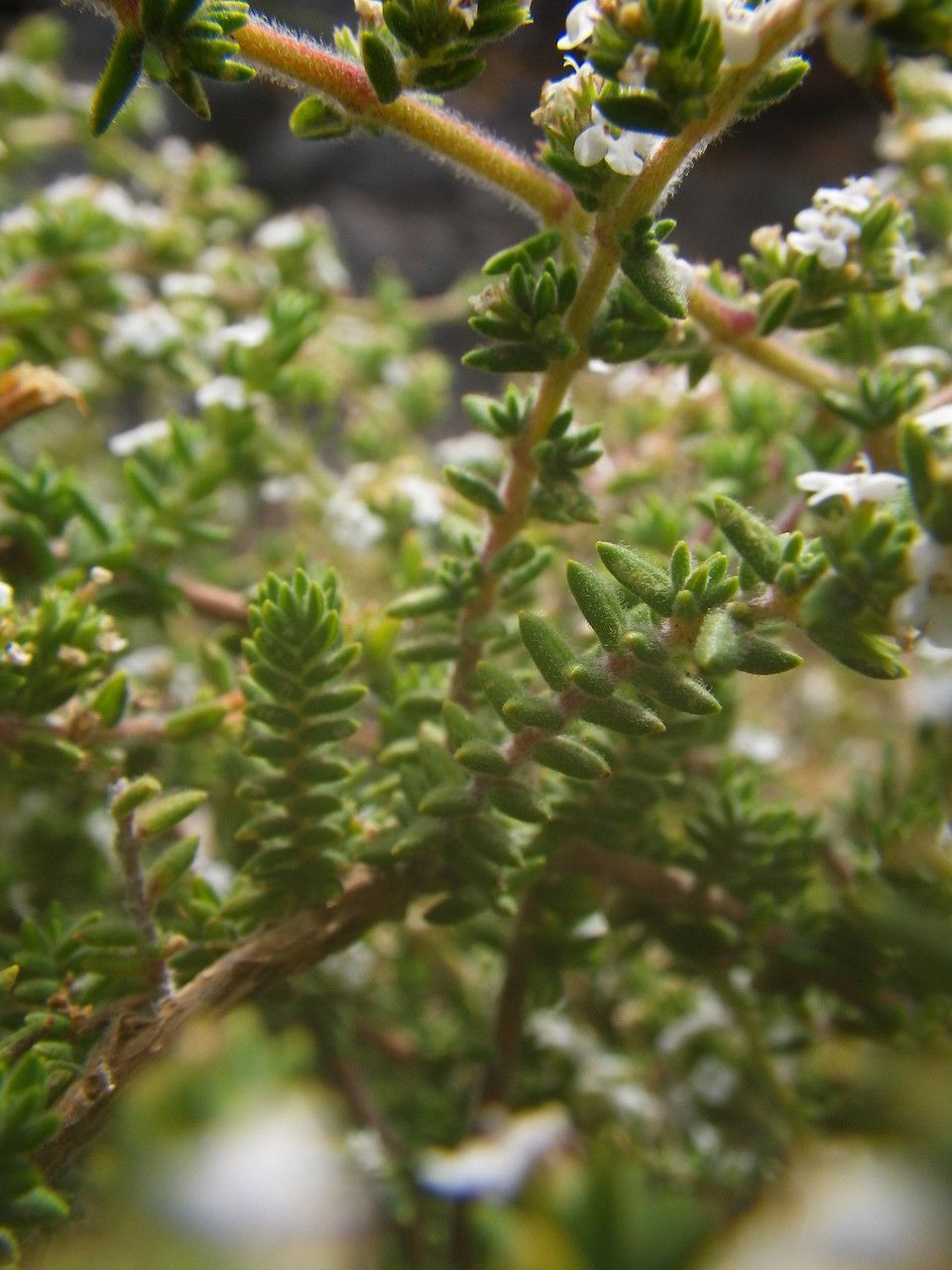 Micromeria hyssopifolia — houseplant care guide