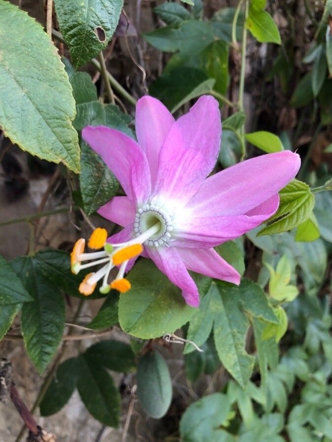 Passiflora tripartita flower