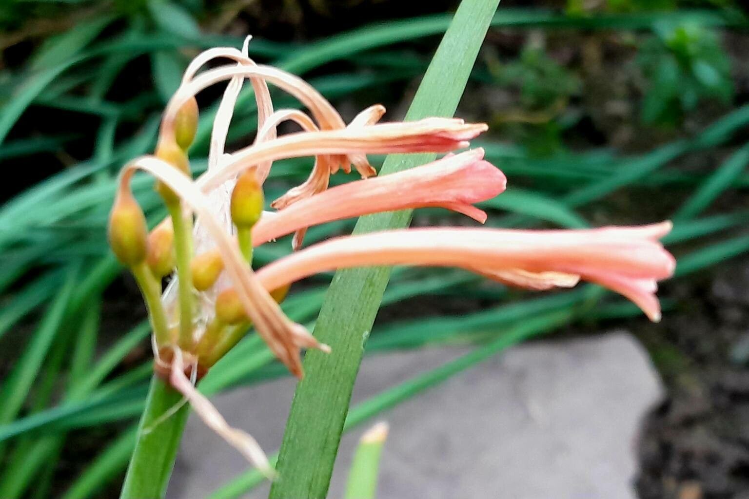 Cyrtanthus angustifolius flower