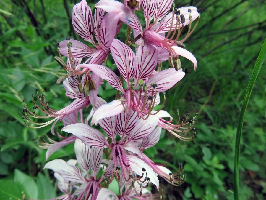 Dictamnus albus flower