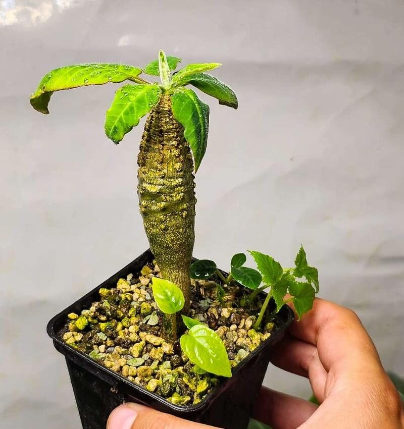 Euphorbia ankaranae — houseplant care guide