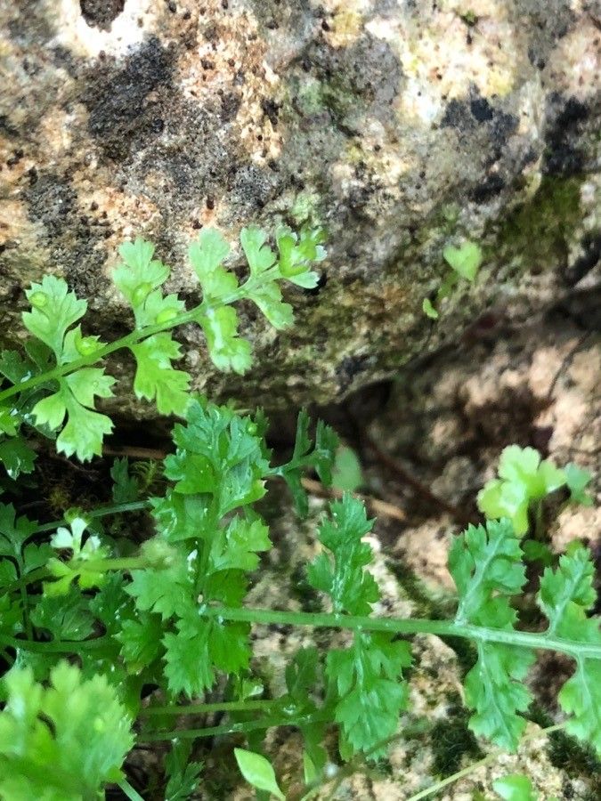 Asplenium exiguum — search result for 'Asplenium'