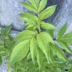 Sambucus racemosa