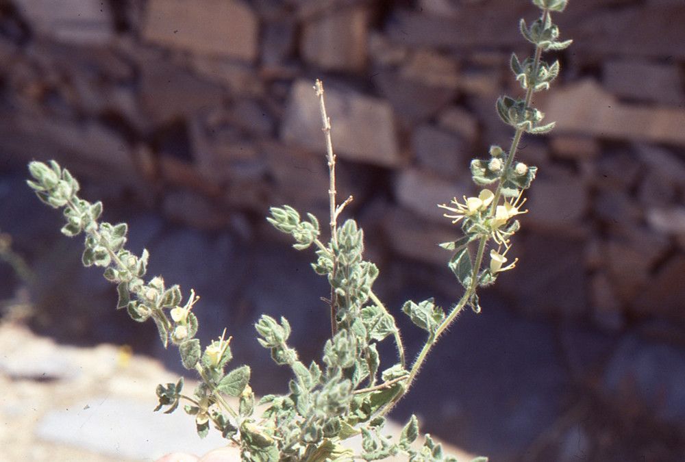 Teucrium resupinatum habit