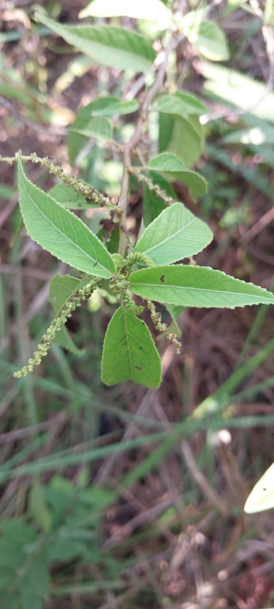 Acalypha diminuta other