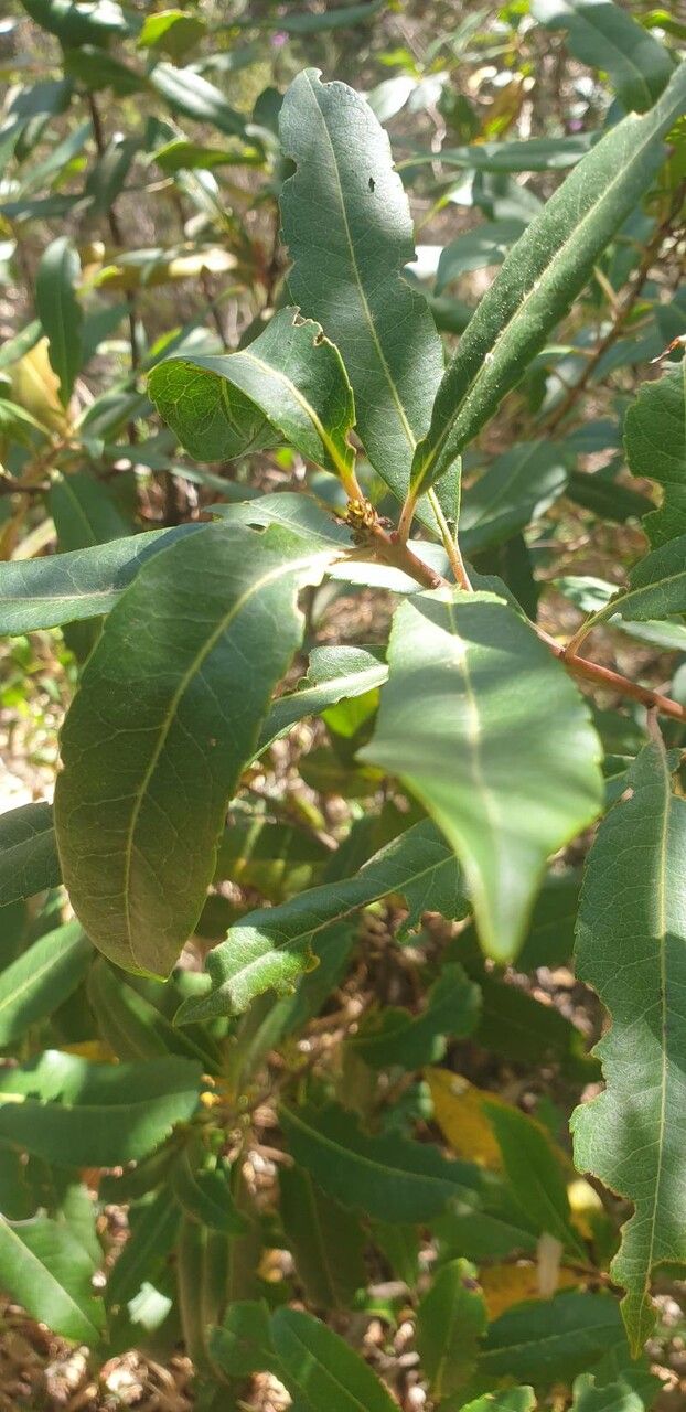 Cunonia balansae — related species from the same genus