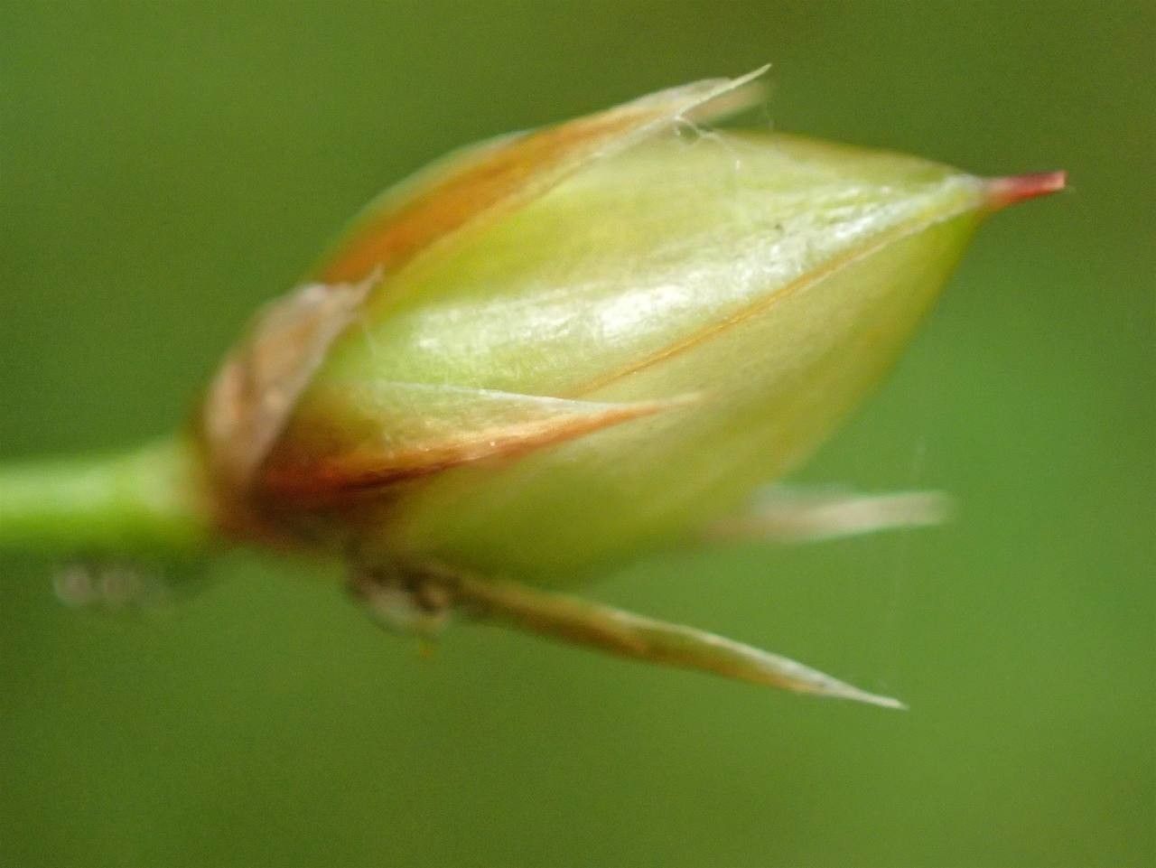 Luzula luzulina — houseplant care guide