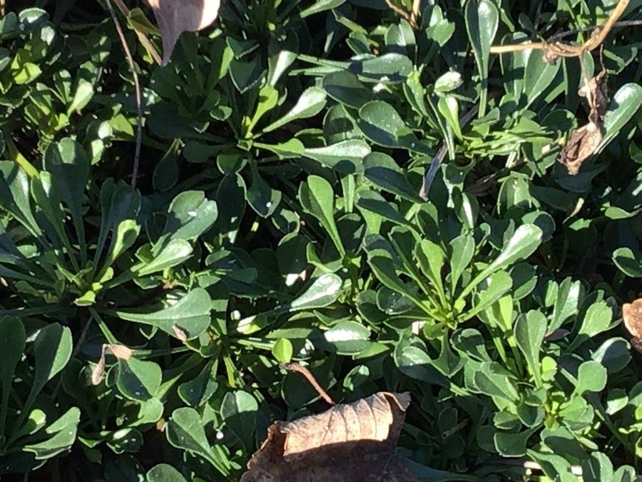 Globularia cordifolia leaf
